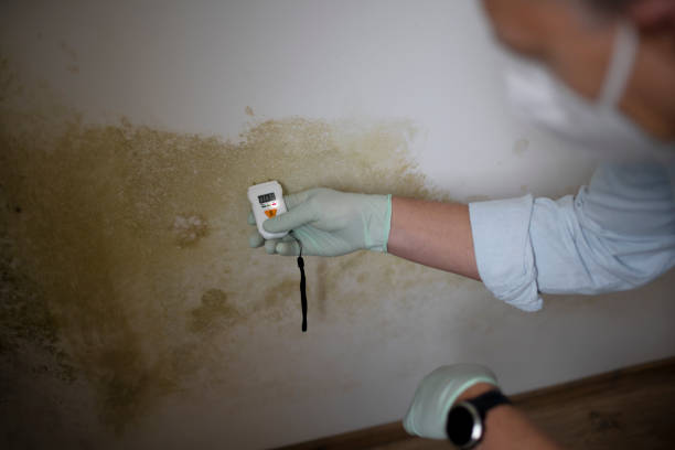 Attic Mold Removal in Walkertown, NC